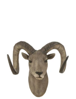 Tête De Chèvre Poly Gris